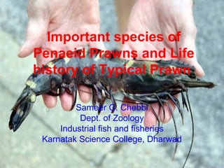 Sameer G. Chebbi
Dept. of Zoology
Industrial fish and fisheries
Karnatak Science College, Dharwad
Important species of
Penaeid Prawns and Life
history of Typical Prawn
 