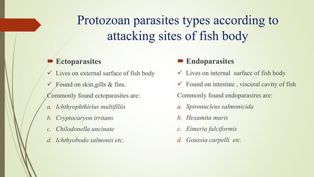 Protozoan Insecticide Life cycle of protozoan parasites | PPT