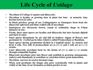 Life Cycle of Ustilago
• Mycelium of Ustilago is septate and dikaryotic.
• Mycelium is hyaline at growing time in plant but later at maturity time
become brown in color.
• In black powdery group of ear, Ustilagospores or Smutspors form from the
dikaryotic spherical and thick walled cells of mycelium.
• Smutspores are olivaceous brown, round or echinulate shape in 5-9µm
diameter in size.
• Firstly, these smut spores are hyaline and dikaryotic but later become diploid
and dark in color.
• Smut spores disseminate by air and fall on feathery stigma of flowers and
germinate by 4 celled germ tubes which is called Promycelium or Basidium.
• Smut spores during germination divided in 4 haploid nuclei by meiosis and
form 4 cells. Two cells of promycelium act as (+) ve and 2 cells act as (–) ve
strains.
• Later dikaryotic mycelium form by the fusion of (+) ve and (–) ve strains
through compatible hyphae.
• Dikaryotic mycelium enter into flower and establish in pericarp, integuments,
embryo and abundantly in scutellum or cotyledon before grain maturation.
• Mycelium survives in seed in dormant stage.
• When seed germinate the fungus also grow systemically with in plants and
visible at the time of ear formation as black powder in ear.
 