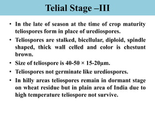 Telial Stage –III
• In the late of season at the time of crop maturity
teliospores form in place of urediospores.
• Teliospores are stalked, bicellular, diploid, spindle
shaped, thick wall celled and color is chestunt
brown.
• Size of teliospore is 40-50 × 15-20µm.
• Teliospores not germinate like urediospores.
• In hilly areas teliospores remain in dormant stage
on wheat residue but in plain area of India due to
high temperature teliospore not survive.
 