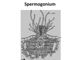 Spermogonium
 