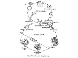 Oomycetes Life Cycle