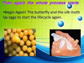 Govind Life cycle of silk moth