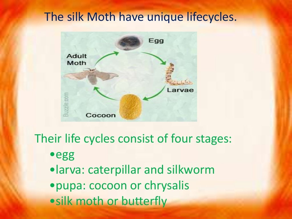 Govind Life cycle of silk moth