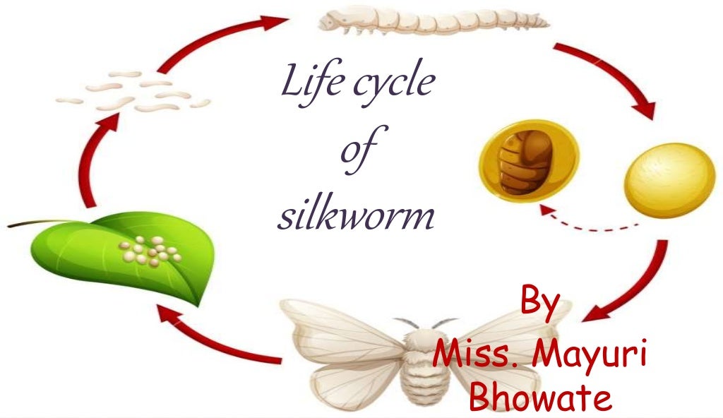 Life cycle of silkworm