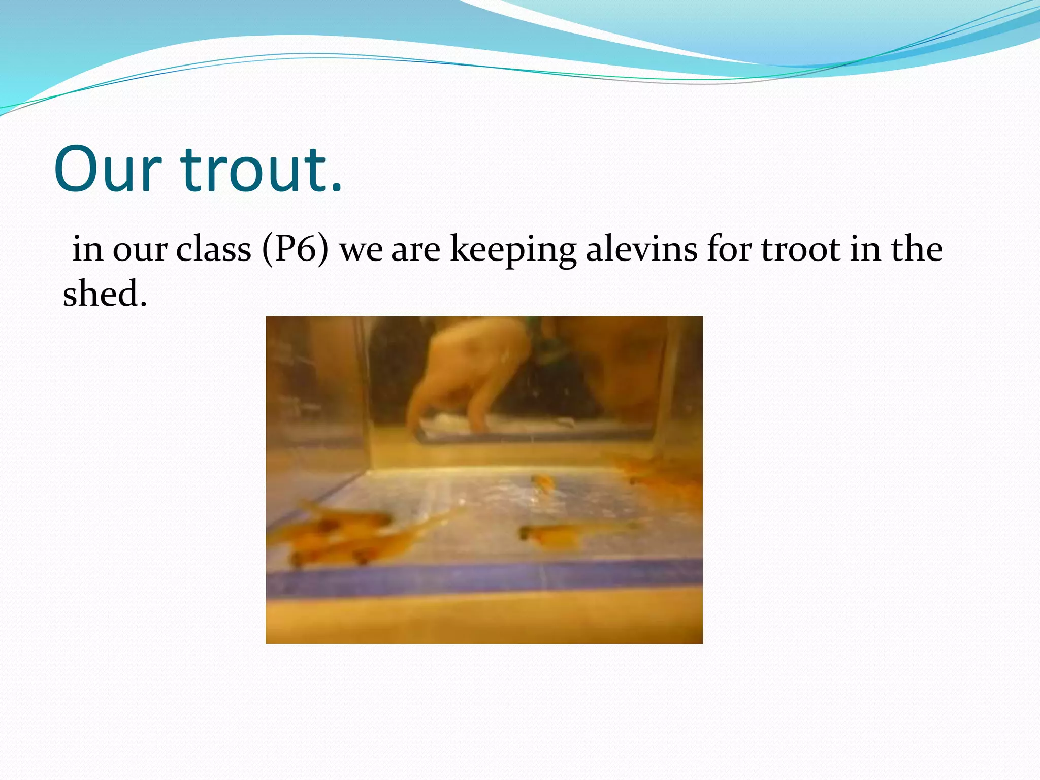 Troot Life cycle of the brown trout zach | PPTX