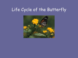 Life Cycle of the Butterfly 