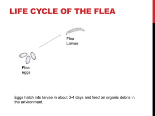 320px x 240px - Life cycle of the flea