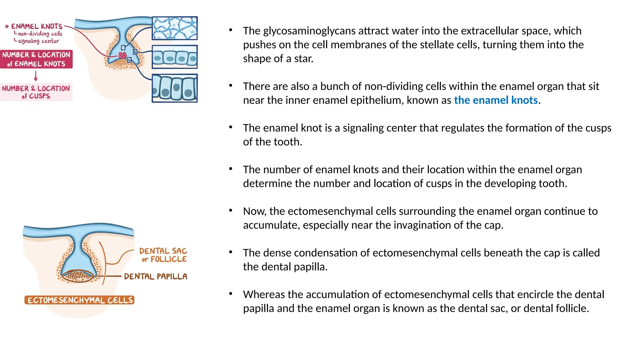 LIFE CYCLE OF TOOTH, ENAMEL AND DENTIN .pptx