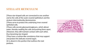 Stella Reticulum LIFE CYCLE OF TOOTH, ENAMEL AND DENTIN .pptx