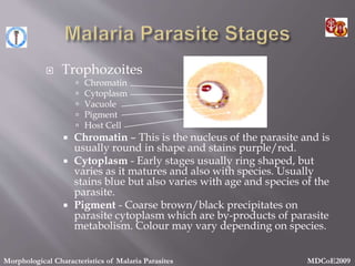  Trophozoites
 Chromatin
 Cytoplasm
 Vacuole
 Pigment
 Host Cell
 Chromatin – This is the nucleus of the parasite and is
usually round in shape and stains purple/red.
 Cytoplasm - Early stages usually ring shaped, but
varies as it matures and also with species. Usually
stains blue but also varies with age and species of the
parasite.
 Pigment - Coarse brown/black precipitates on
parasite cytoplasm which are by-products of parasite
metabolism. Colour may vary depending on species.
Morphological Characteristics of Malaria Parasites MDCoE2009
 