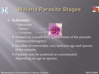  Schizonts
 Merozoites
 Pigment
 Cytoplasm
 Formed as a result of simple division of the parasite
nucleus (schizogony).
 Number of merozoites vary between age and species
of the parasite.
 Pigment may be scattered or concentrated
depending on age or species.
Morphological Characteristics of Malaria Parasites MDCoE2009
 