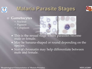  Gametocytes
 Nucleus
 Pigment
 Cytoplasm
 This is the sexual stage where parasites become
male or female.
 May be banana-shaped or round depending on the
species.
 Size of chromatin may help differentiate between
male and female.
Morphological Characteristics of Malaria Parasites MDCoE2009
 