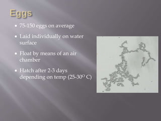  75-150 eggs on average
 Laid individually on water
surface
 Float by means of an air
chamber
 Hatch after 2-3 days
depending on temp (25-30O C)
 