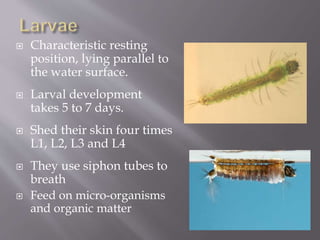  Characteristic resting
position, lying parallel to
the water surface.
 Larval development
takes 5 to 7 days.
 Shed their skin four times
L1, L2, L3 and L4
 They use siphon tubes to
breath
 Feed on micro-organisms
and organic matter
 