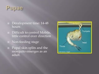  Development time: 14-48
hours
 Difficult to control Mobile,
little control over direction
 Non-feeding stage
 Pupal skin splits and the
mosquito emerges as an
adult.
 