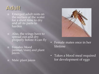  Emerged adult rests on
the surface of the water
for a short time to dry
and all its parts to
harden
 Also, the wings have to
spread out and dry
properly before it can fly
 Females: blood
(animal/man) and plant
juices.
 Male: plant juices
• Female mates once in her
lifetime
• Takes a blood meal required
for development of eggs
 