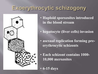 • Haploid sporozoites introduced
in the blood stream
• hepatocyte (liver cells) invasion
• asexual replication forming pre-
erythrocytic schizonts
• Each schizont contains 1000-
10,000 merozoites
• 6-15 days
 