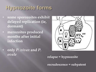 • some sporozoites exhibit
delayed replication (ie,
dormant)
• merozoites produced
months after initial
infection
• only P. vivax and P.
ovale
relapse = hypnozoite
recrudescence = subpatent
 