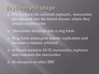  Pre-erythrocytic schizont ruptures , merozoites
are released into the blood stream, where they
invade erythrocytes
 Merozoite develops into a ring form
 Ring form undergoes mitotic replication and
becomes a mature schizont
 Schizont contains 16-32 merozoites, ruptures
and realeases the merozoites
 Re-invasion of other RBC
 