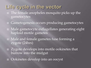  The female anopheles mosquito picks up the
gametocytes
 Gametogenesis occurs producing gametocytes
 Male gametocyte exflagellates generating eight
haploid motile gametes
 Male and female gametes fuse forming a
zygote (24hrs)
 Zygote develops into motile ookinetes that
burrow into the midgut
 Ookinetes develop into an oocyst
 