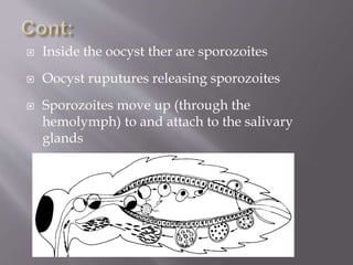  Inside the oocyst ther are sporozoites
 Oocyst ruputures releasing sporozoites
 Sporozoites move up (through the
hemolymph) to and attach to the salivary
glands
 