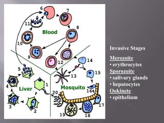 Invasive Stages
Merozoite
• erythrocytes
Sporozoite
• salivary glands
• hepatocytes
Ookinete
• epithelium
 