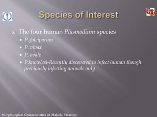  The four human Plasmodium species
 P. falciparum
 P. vivax
 P. ovale
 P.knowlesi-Recently discovered to infect human though
previously infecting animals only
Morphological Characteristics of Malaria Parasites
 