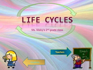 LIFE CYCLES
  Ms. Maloy’s 2nd grade class
 
