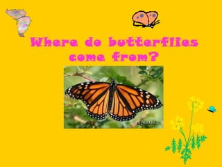Where do butterflies come from? 