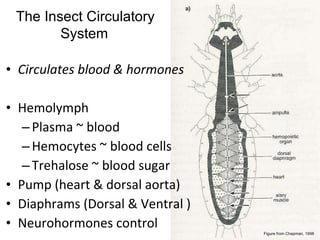 Lifecycles And Internal Anatomy Hummel | PPT