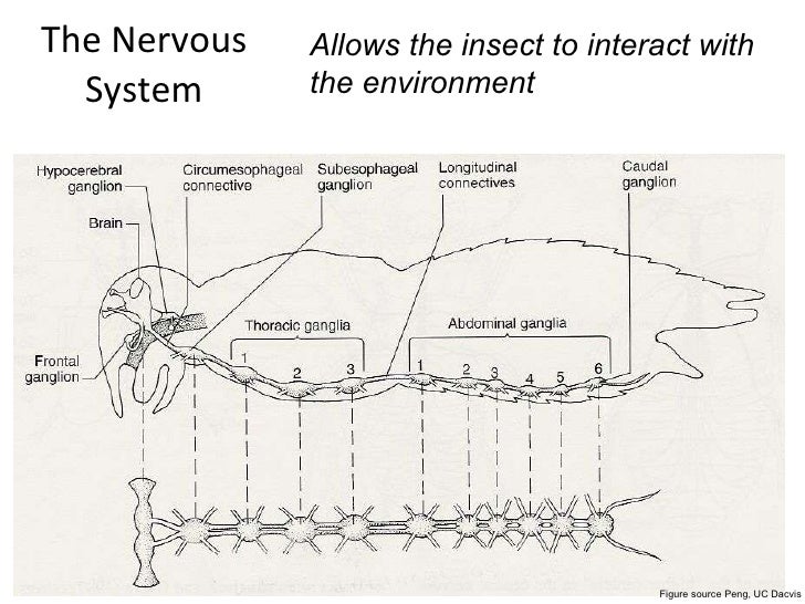 Lifecycles And Internal Anatomy Hummel