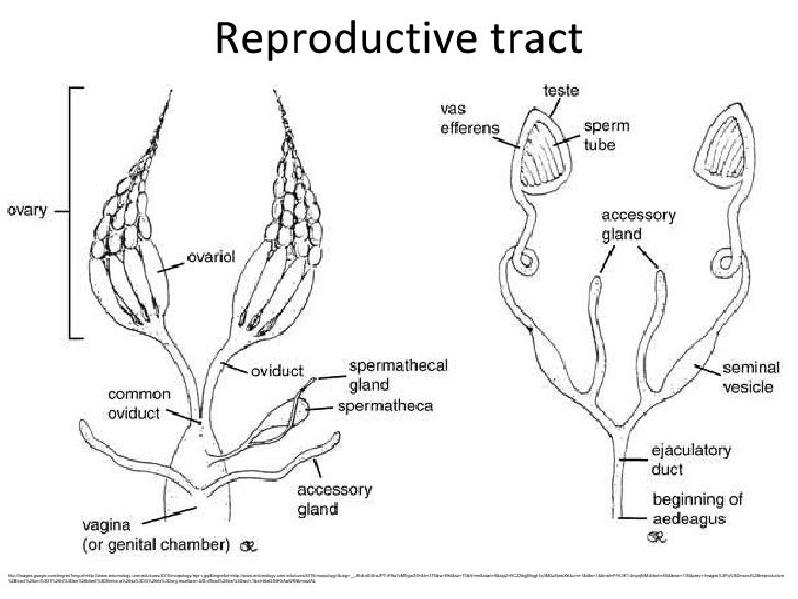Lifecycles And Internal Anatomy Hummel