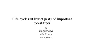 Life cycles of insect pests of important
forest trees
By
CH. BHARGAVI
M.Sc Forestry
IGKV, Raipur
 