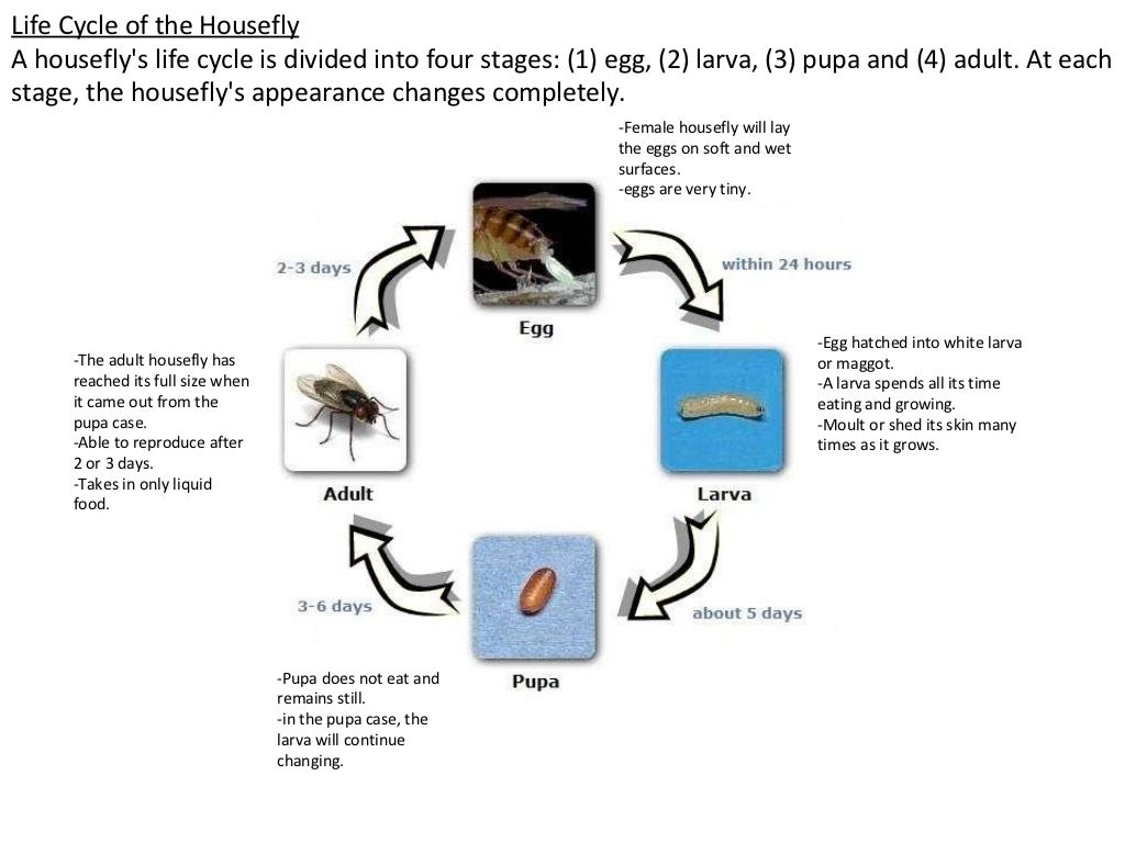 Life cycles of insects
