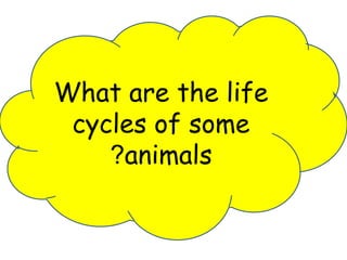 What are the life 
cycles of some 
?animals 
 