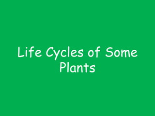 Life Cycles of Some
Plants
 