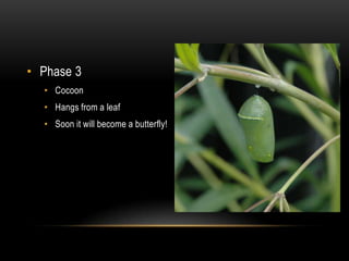 Phase 3CocoonHangs from a leafSoon it will become a butterfly! 