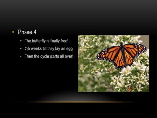 Phase 4The butterfly is finally free!2-5 weeks till they lay an eggThen the cycle starts all over!