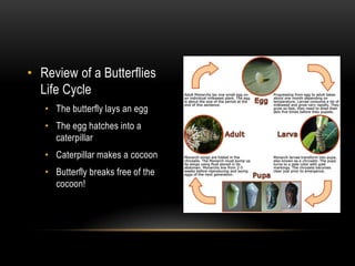 Review of a Butterflies Life CycleThe butterfly lays an eggThe egg hatches into a caterpillarCaterpillar makes a cocoon Butterfly breaks free of the cocoon!