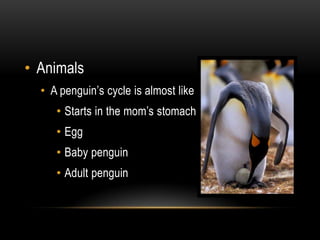 AnimalsA penguin’s cycle is almost like oursStarts in the mom’s stomachEggBaby penguinAdult penguin
