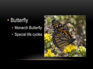 ButterflyMonarch ButterflySpecial life cycles 
