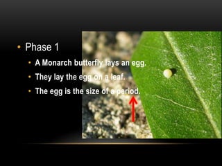 Phase 1A Monarch butterfly lays an egg.They lay the egg on a leaf.The egg is the size of a period.