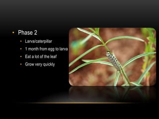 Phase 2Larva/caterpillar 1 month from egg to larvaEat a lot of the leafGrow very quickly