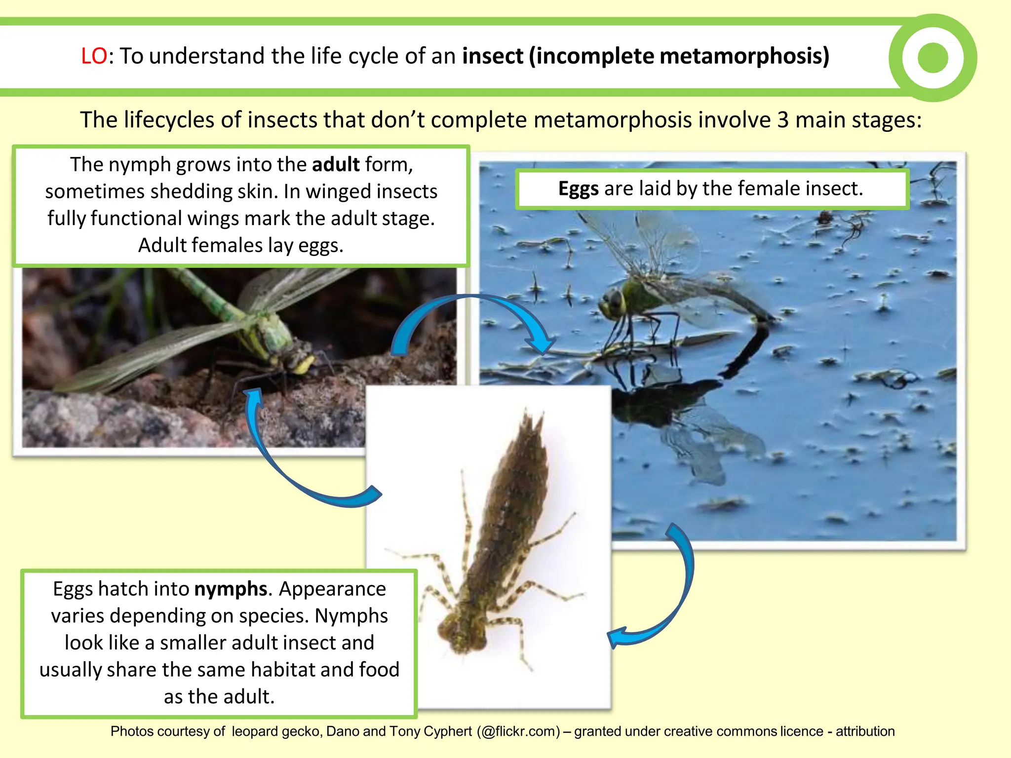Life Cycles Review - Copy.pptx this is for the science teacher | PPTX