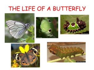 THE LIFE OF A BUTTERFLY 
