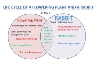 By Mrs. B


                                         Young rabbits are born
 Flowering plants release seeds                 Young rabbits grow and
                                  Both
                                  produce       develop into an adult
Seeds germinate and
young plants grow                 young
                                  that are      Rabbits reproduce
     New Plants for seeds         like their
                                  parents       The cycle begins again
 Seeds are pollinated

        The cycle begins again
 