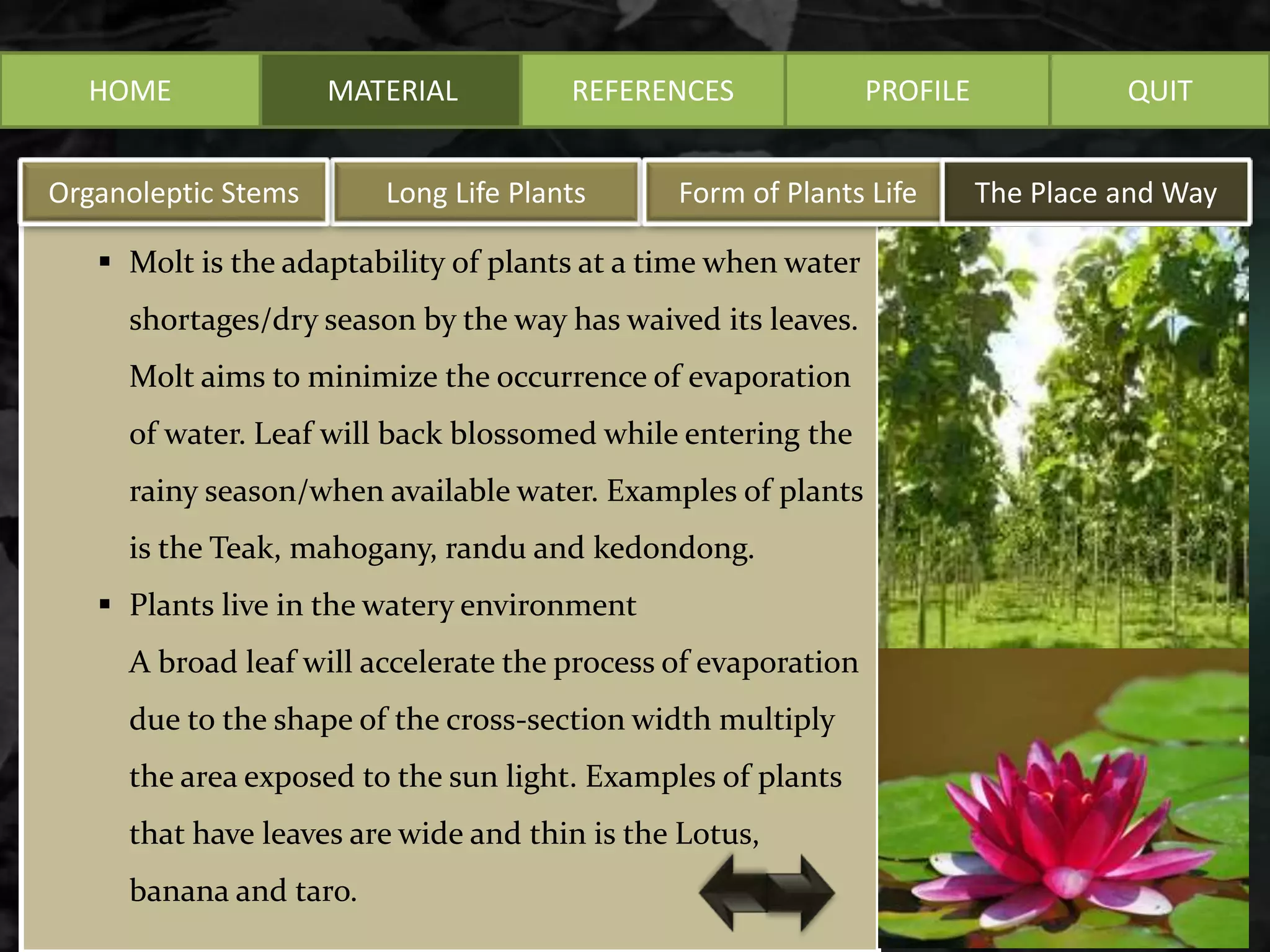 HOME MATERIAL
 Molt is the adaptability of plants at a time when water
shortages/dry season by the way has waived its leaves.
Molt aims to minimize the occurrence of evaporation
of water. Leaf will back blossomed while entering the
rainy season/when available water. Examples of plants
is the Teak, mahogany, randu and kedondong.
 Plants live in the watery environment
A broad leaf will accelerate the process of evaporation
due to the shape of the cross-section width multiply
the area exposed to the sun light. Examples of plants
that have leaves are wide and thin is the Lotus,
banana and taro.
REFERENCES PROFILE QUIT
Long Life PlantsOrganoleptic Stems Form of Plants Life The Place and Way
 