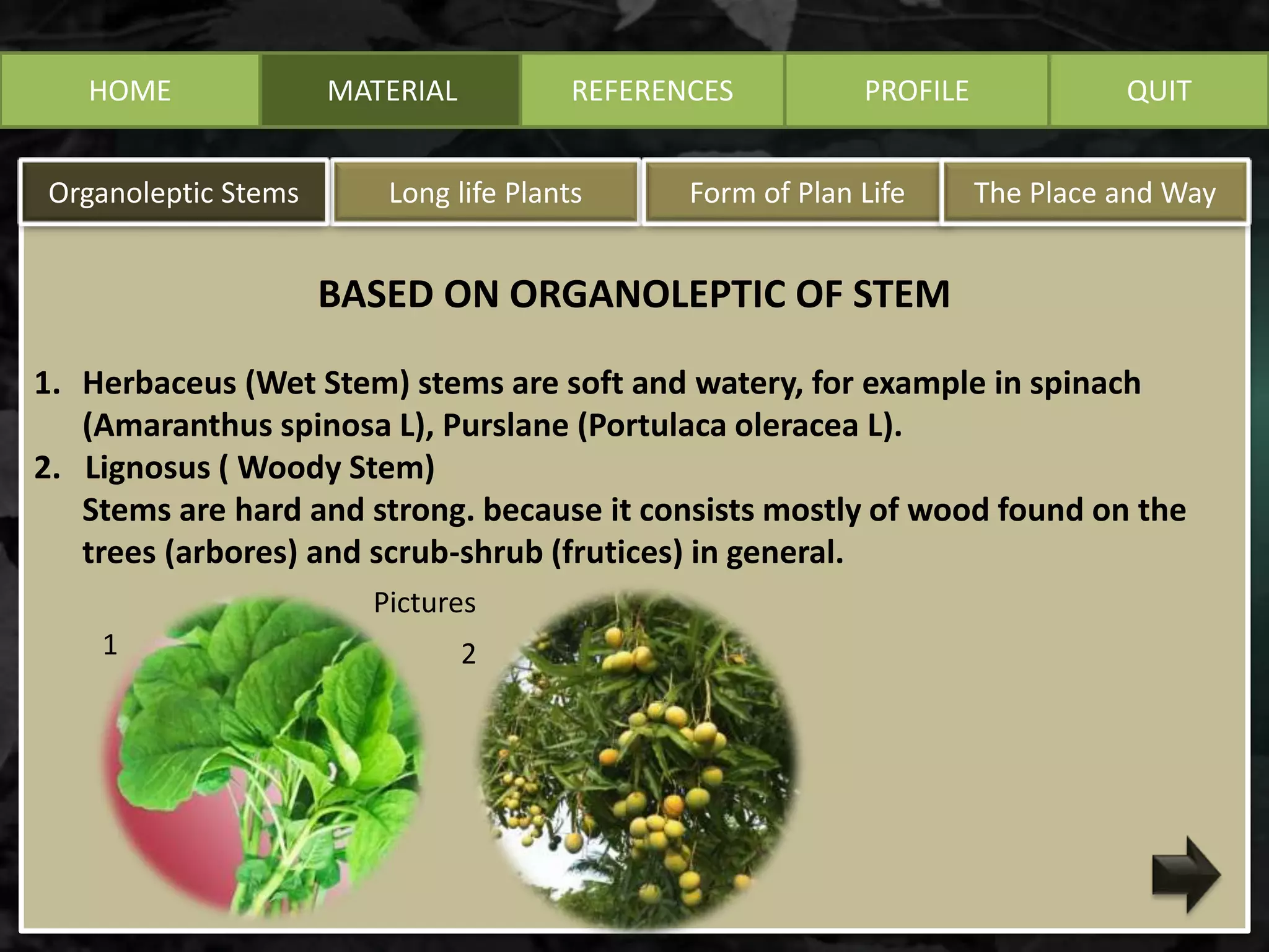 HOME MATERIAL
BASED ON ORGANOLEPTIC OF STEM
1. Herbaceus (Wet Stem) stems are soft and watery, for example in spinach
(Amaranthus spinosa L), Purslane (Portulaca oleracea L).
2. Lignosus ( Woody Stem)
Stems are hard and strong. because it consists mostly of wood found on the
trees (arbores) and scrub-shrub (frutices) in general.
Long life PlantsOrganoleptic Stems Form of Plan Life The Place and Way
REFERENCES PROFILE QUIT
Pictures
1 2
 