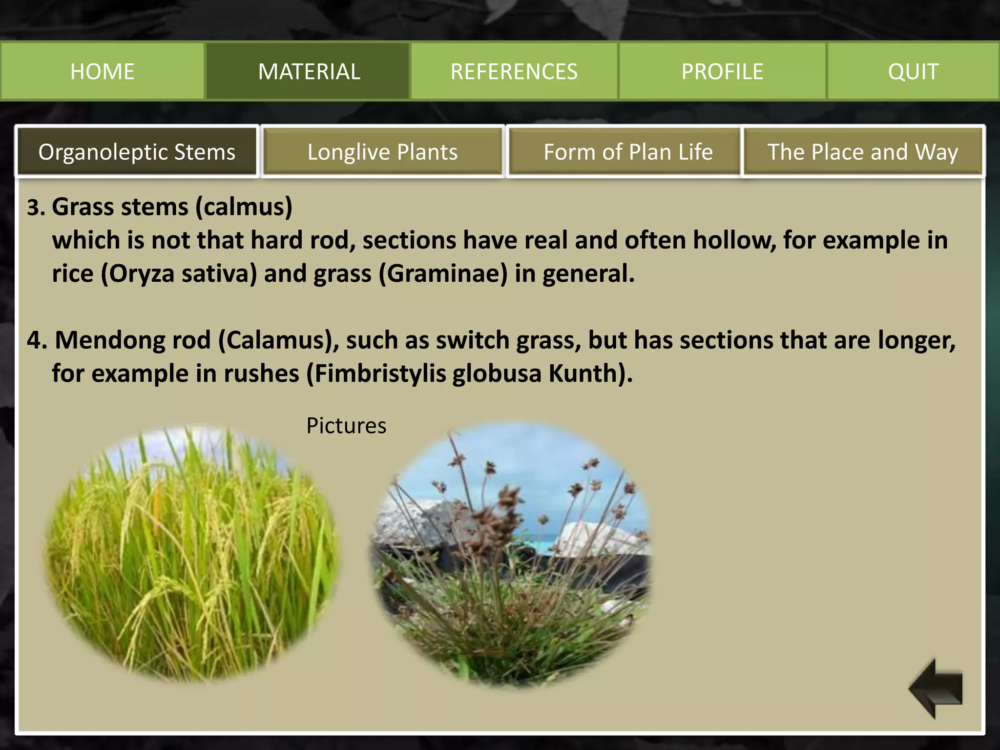HOME MATERIAL
Longlive PlantsOrganoleptic Stems Form of Plan Life The Place and Way
REFERENCES PROFILE QUIT
3. Grass stems (calmus)
which is not that hard rod, sections have real and often hollow, for example in
rice (Oryza sativa) and grass (Graminae) in general.
4. Mendong rod (Calamus), such as switch grass, but has sections that are longer,
for example in rushes (Fimbristylis globusa Kunth).
Pictures
 
